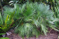 Dwarf-Fan-Palm-Chamaerops-humilis-Liliopsida-1