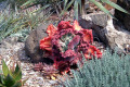 Echeveria-gibbiflora-Mauna-Loa-1