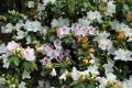 Rhododendron