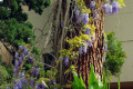 Wisteria-1