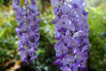 Wisteria-2