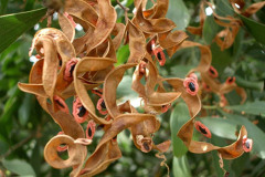 Melbourne, VICTORIA - Royal Botanic Gardens - Summer (Feb 2005)