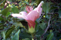 Hibiscus-bicolor-1