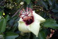 Hibiscus-bicolor-2