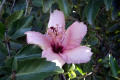Hibiscus-bicolor-3