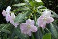Impatiens-Balsaminaceae