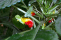Impatiens-niamniamensis-1