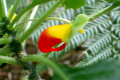 Impatiens-niamniamensis-2