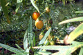 Kangaroo-Apple-Solanum-aviculare-Solanaceae-1