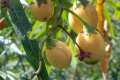 Kangaroo-Apple-Solanum-aviculare-Solanaceae-2
