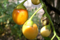 Kangaroo-Apple-Solanum-aviculare-Solanaceae-3