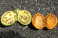 Kangaroo-Apple-Solanum-aviculare-Solanaceae-4