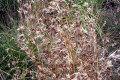Kangaroo-grass-1
