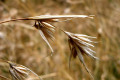 Kangaroo-grass-2