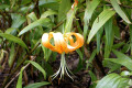 Lilium-henryi-Liliaceae