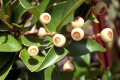 Lilly-pillies-Syzygium-Myrtaceae-1