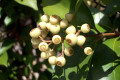 Lilly-pillies-Syzygium-Myrtaceae-2