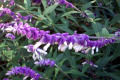 Mexican-sage-bush-Salvia-leucantha-Lamiaceae