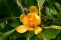 Michelia-champaca-Magnoliaceae-1