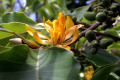 Michelia-champaca-Magnoliaceae-2