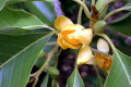 Michelia-champaca-Magnoliaceae-3
