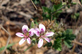 Pelargonium-australe-Austral-Storks-bill-1