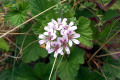 Pelargonium-australe-Austral-Storks-bill-2