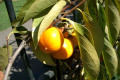 Persimmon-Oriental-or-Japanese-Ebenaceae