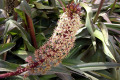 Pineapple-Lily-Eucomis-comosa-purple-Liliaceae