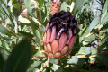 Protea-laurifolia-Grey-leaf-Sugarbush-1