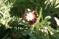 Protea-laurifolia-Grey-leaf-Sugarbush-2