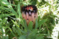 Protea-laurifolia-Grey-leaf-Sugarbush-3