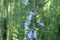 Rosemary-in-flower