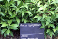 Ruscus-hypoglossum-Liliaceae-1