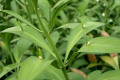 Ruscus-hypoglossum-Liliaceae-2