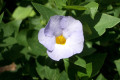 S.African-Thunbergia-Natalensis-1