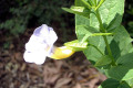 S.African-Thunbergia-Natalensis-2