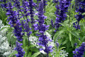 Salvia-nemorosa-Ostfriesland-Lamiaceae-1