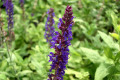 Salvia-nemorosa-Ostfriesland-Lamiaceae-2
