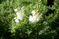 Satureja-montana-Winter-savory-Lamiaceae