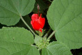 Scarlet-Wax-Mallow-Malvaviscus-arboreus-Malvaceae-1