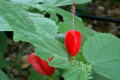 Scarlet-Wax-Mallow-Malvaviscus-arboreus-Malvaceae-2
