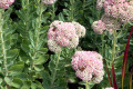 Sedum-Autumn-Joy-Crassulaceae-1