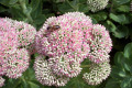 Sedum-Autumn-Joy-Crassulaceae-2
