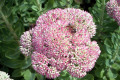 Sedum-Autumn-Joy-Crassulaceae-3