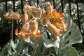 Silver-Crown-or-Silver-Ruffles-Cotyledon-undulata-Haw.-Crassulaceae