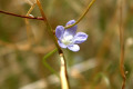 Small-flower-Flax-lily-Dianella-brevicaulis-flower-1