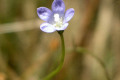 Small-flower-Flax-lily-Dianella-brevicaulis-flower-2