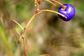 Small-flower-Flax-lily-Dianella-brevicaulis-seed-pod