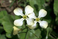 Toothwort-Dentaria-diphylla-2